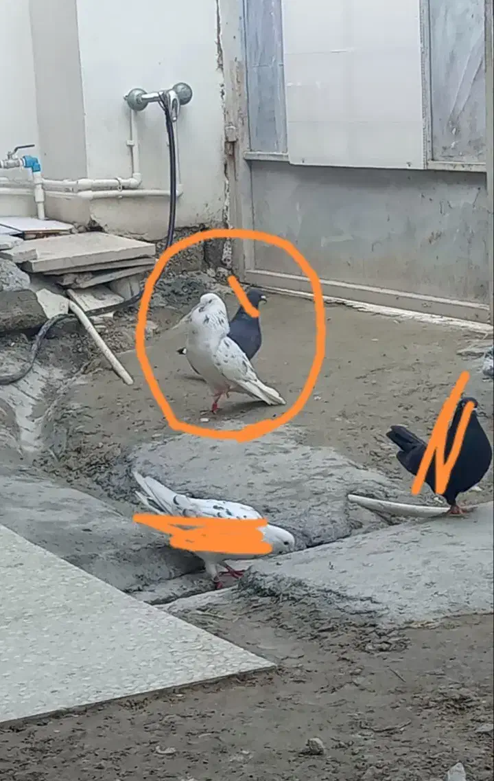 کبوتر گمشده|پرنده|گمیشان, |دیوار