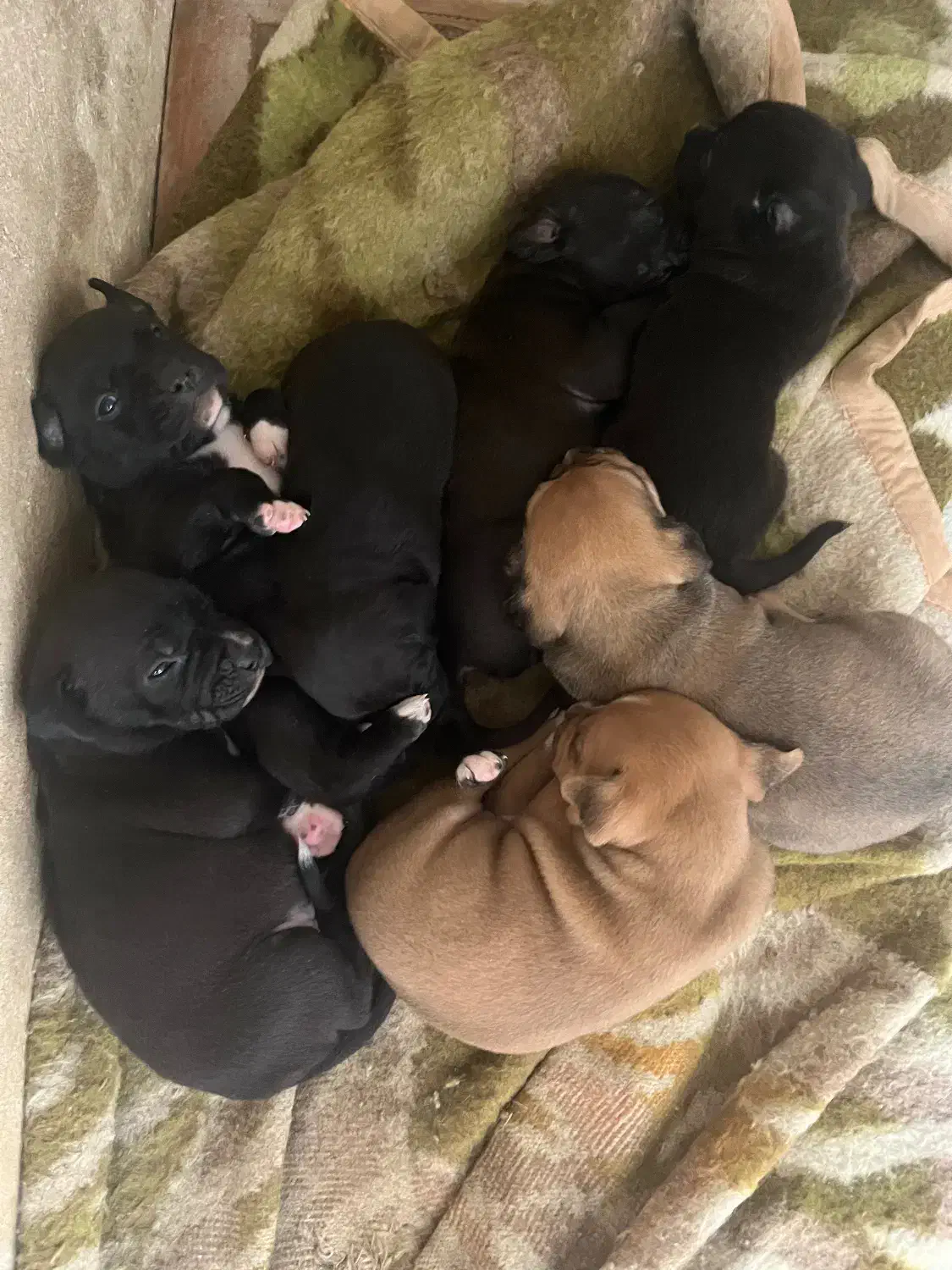 توله پیتبول|سگ|ساری, |دیوار