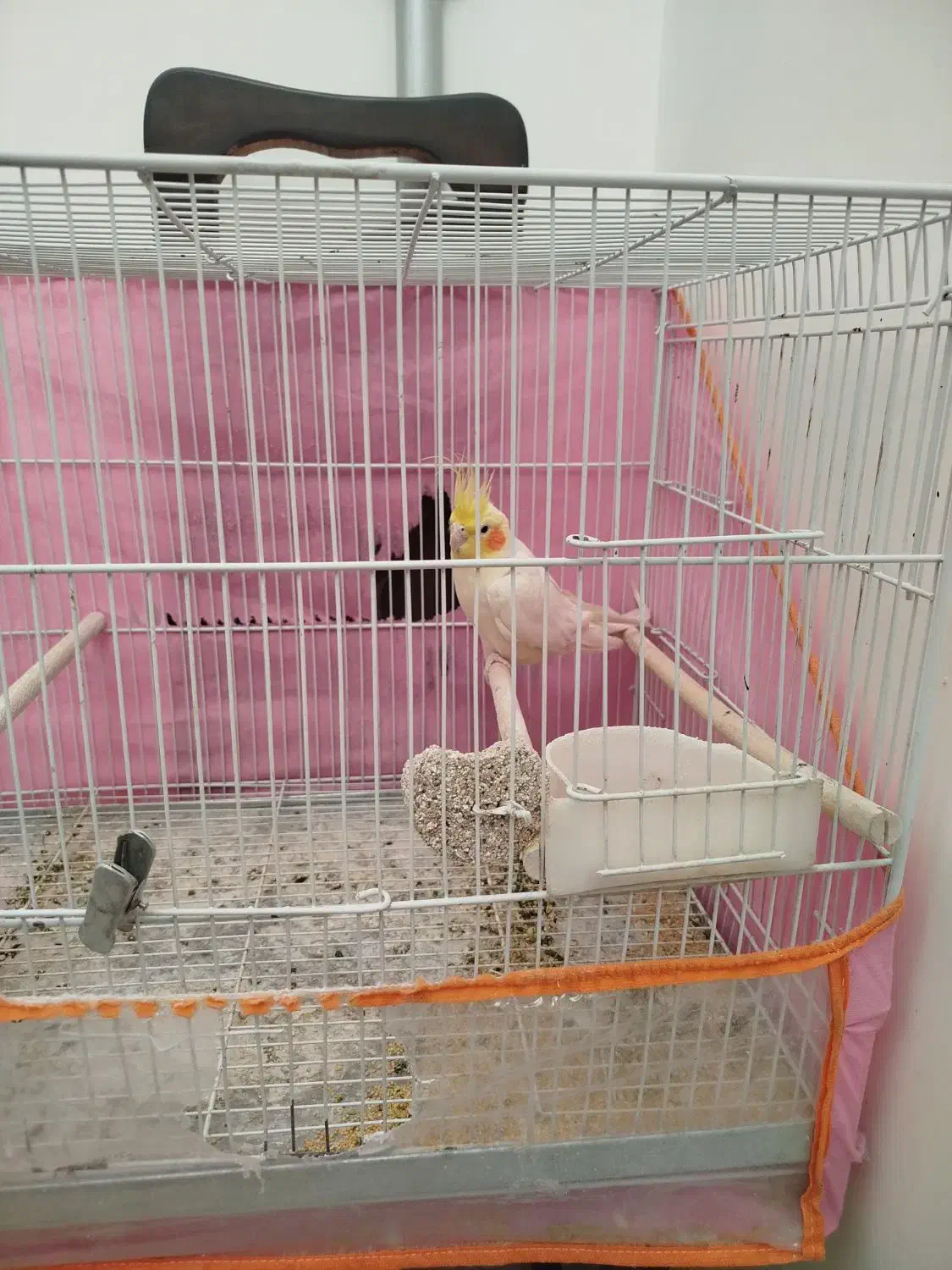 عروس هلندی|پرنده|کاشمر, |دیوار