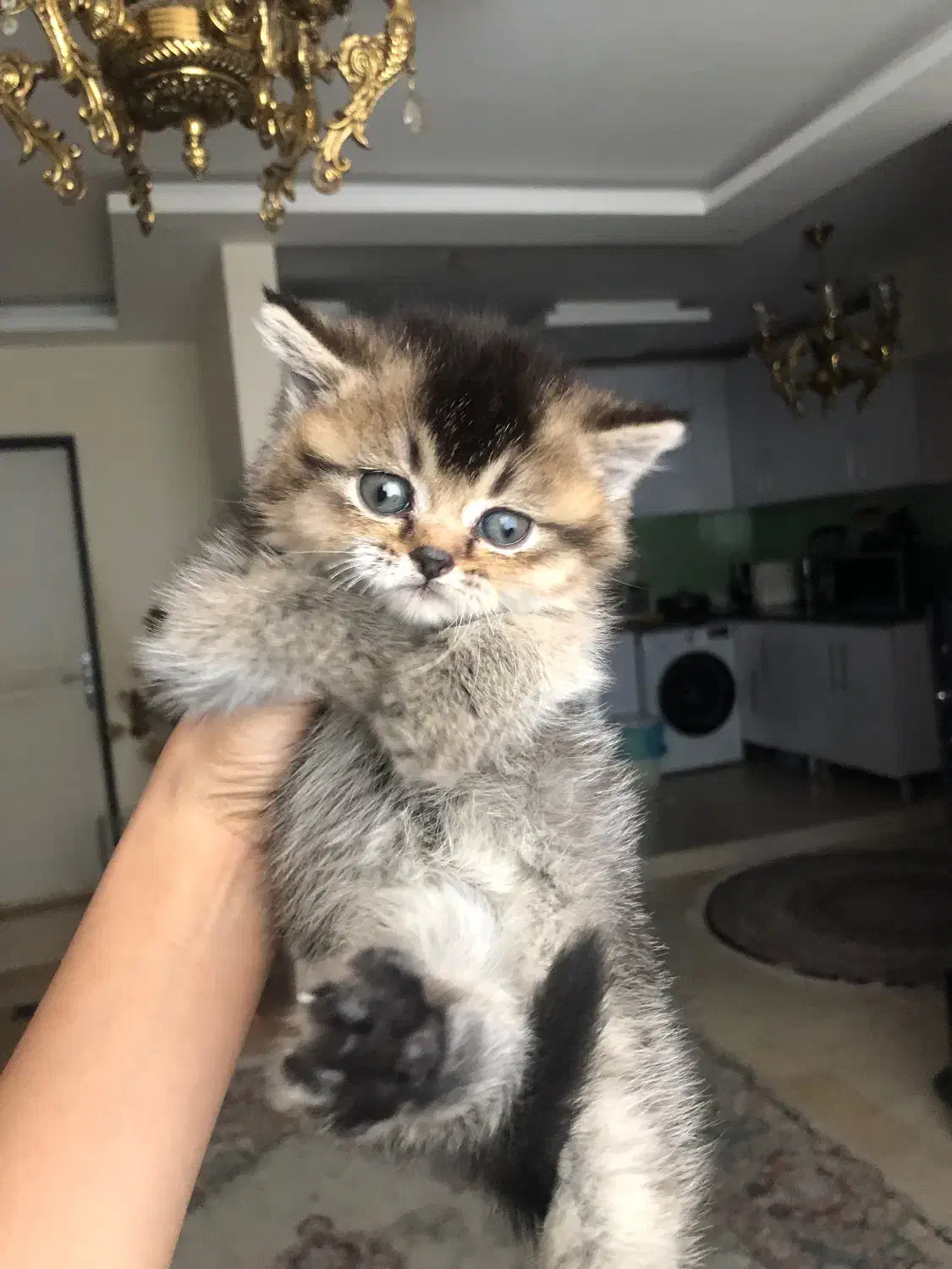 گربه بریتیش چشم زمردی سبز|گربه|تهران, پونک|دیوار