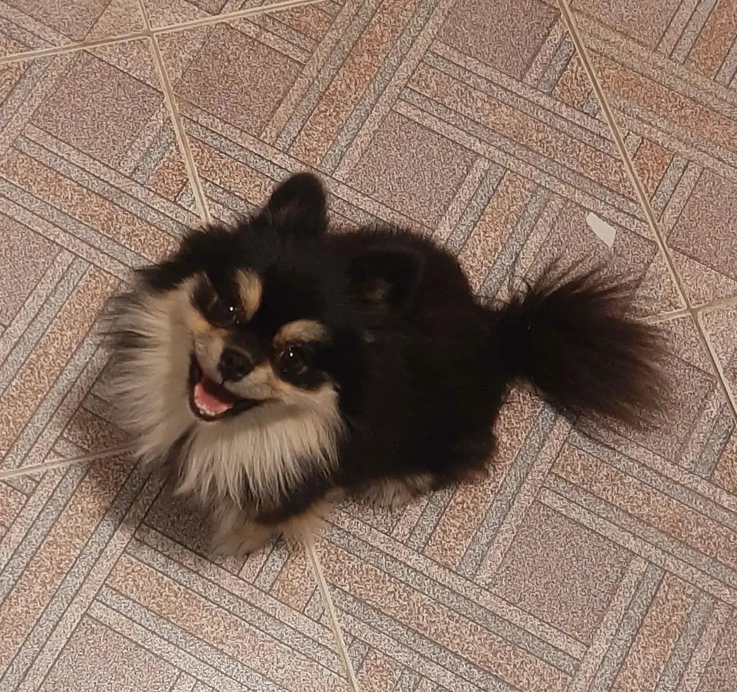 پامر اصل، سگ پامرانین|سگ|اصفهان, رسالت|دیوار