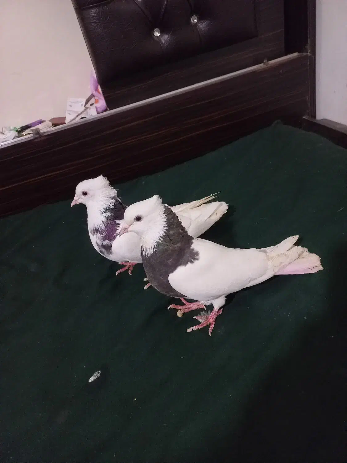 طوقی|پرنده|تبریز, |دیوار