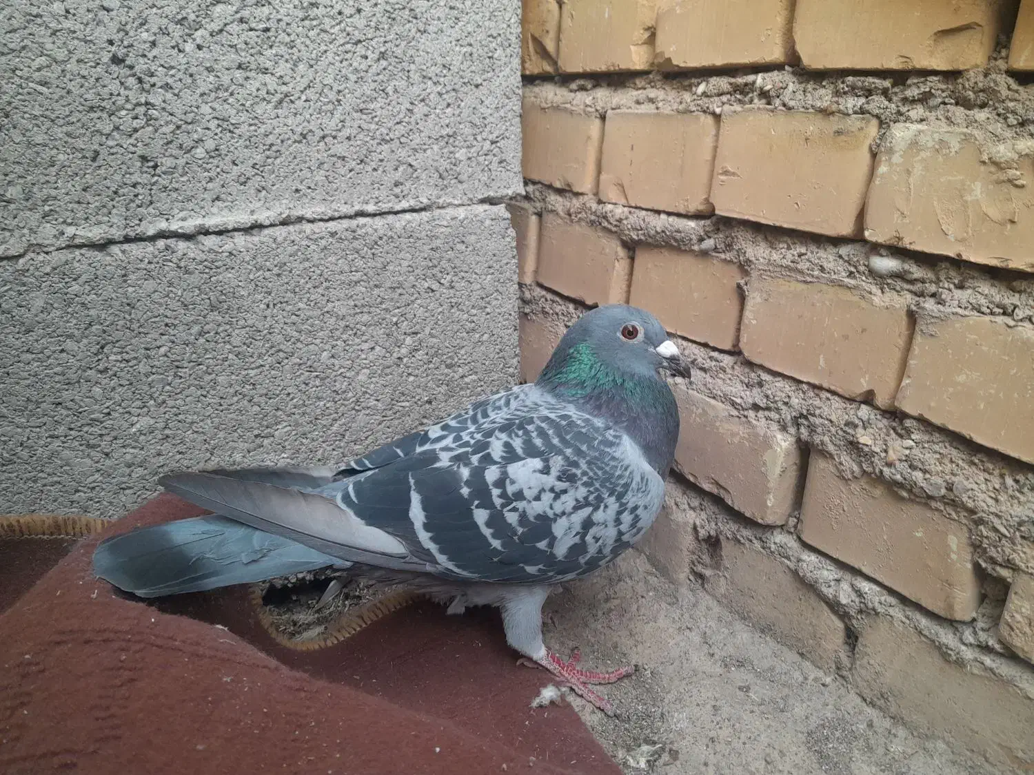 کبوتر|پرنده|شوشتر, |دیوار