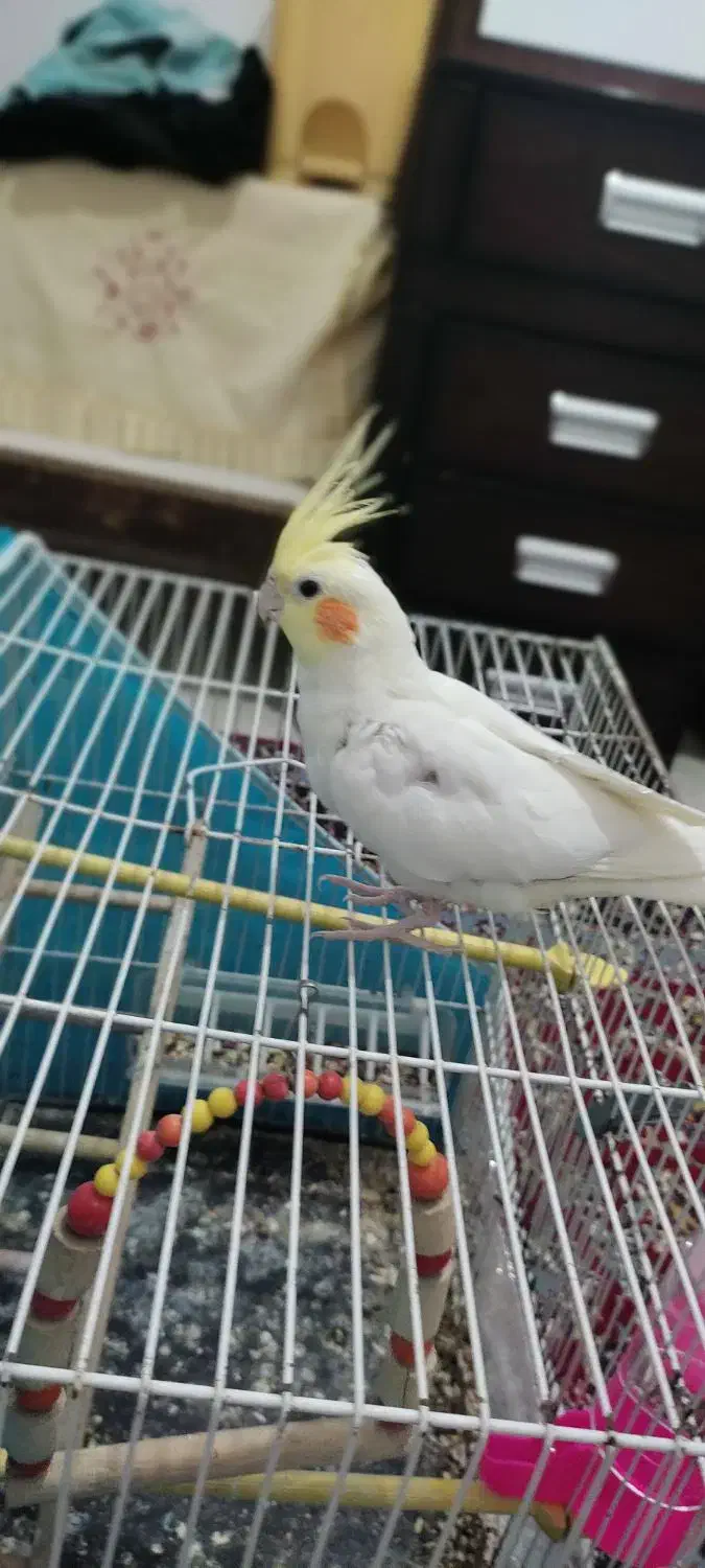 عروس هلندی لوتینو دستی|پرنده|بیرجند, |دیوار