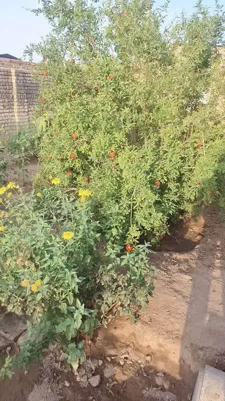 فروش باغچه|فروش زمین و ملک کلنگی|کاشان, مزرعه نو|دیوار