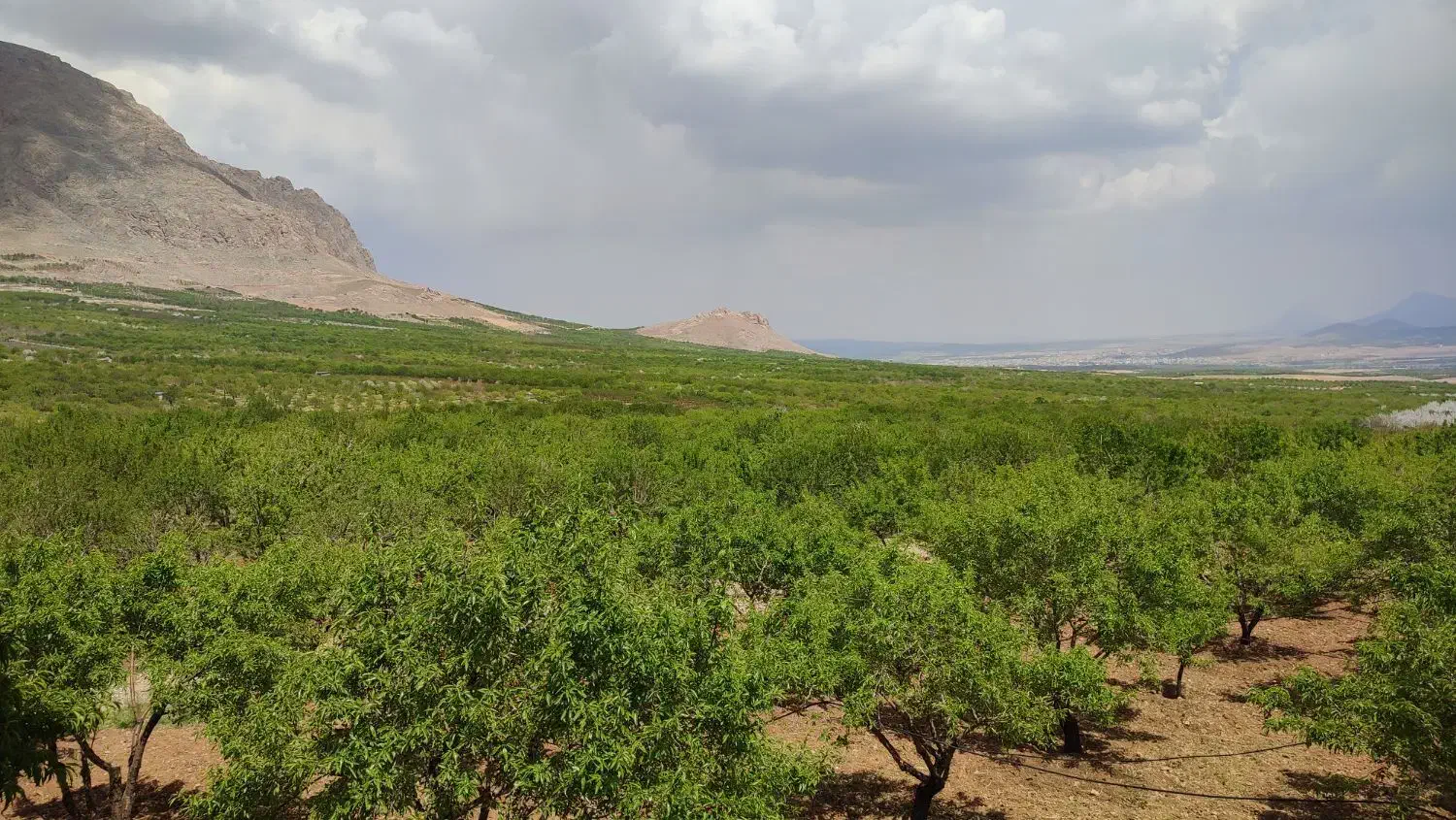 انواع طرح عمان خام،مثمر|فروش دفتر صنعتی، کشاورزی، تجاری|سامان, |دیوار