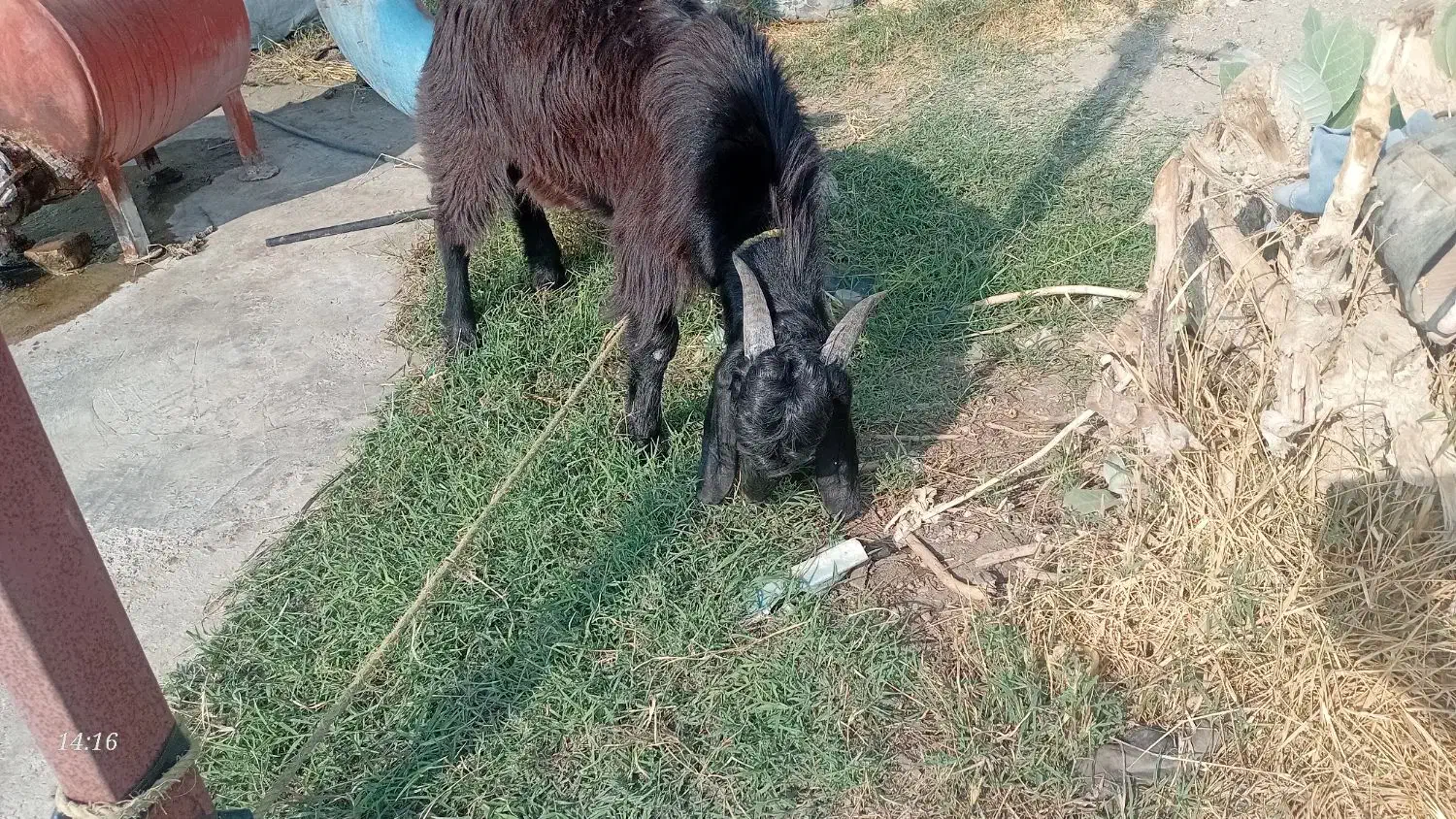 بز نر|حیوانات مزرعه|توکهور, |دیوار