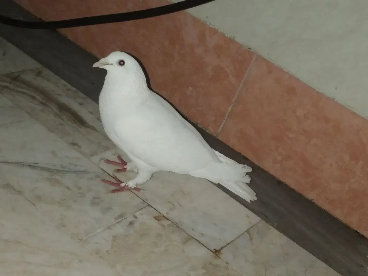 کبوتر نر|پرنده|قم, چهل درخت‎|دیوار