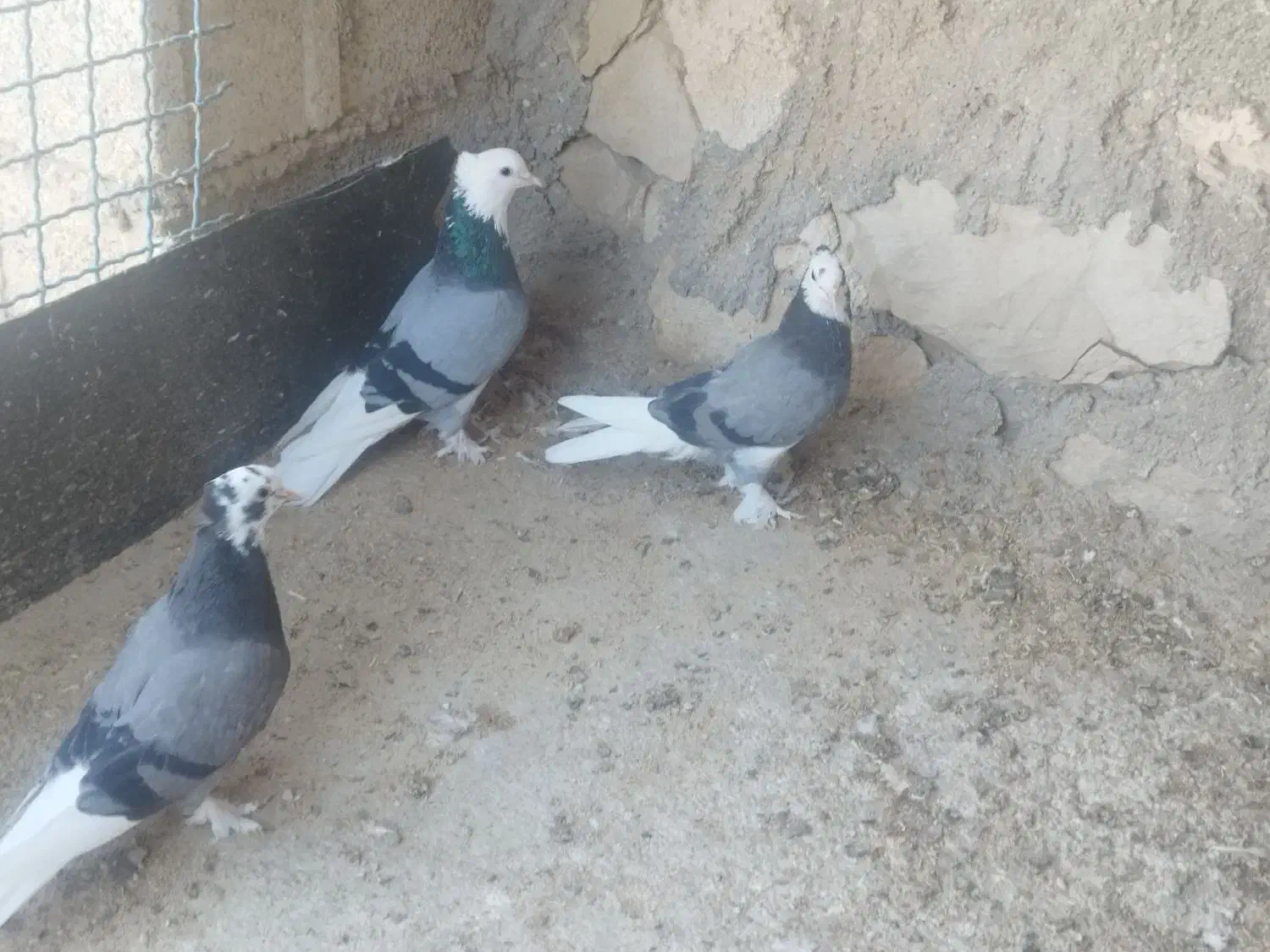 کبوتر قندی و دوکت سیاه|پرنده|اهرم, |دیوار