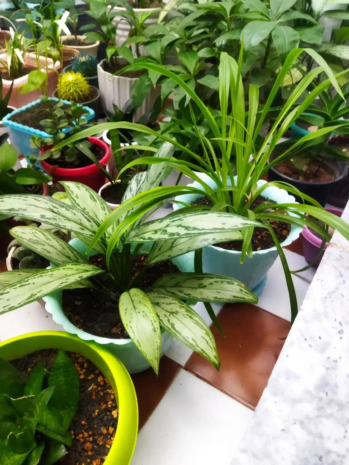 گل طبیعی|گل و گیاه طبیعی|کرمانشاه, |دیوار