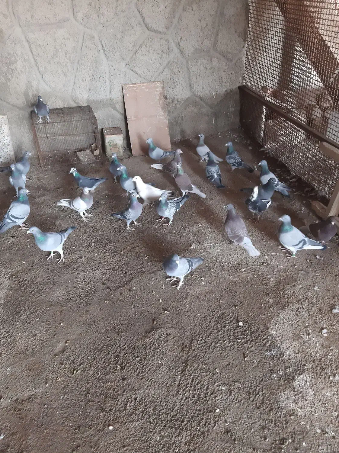 کبوتر پلاکی|پرنده|صوفیان, |دیوار