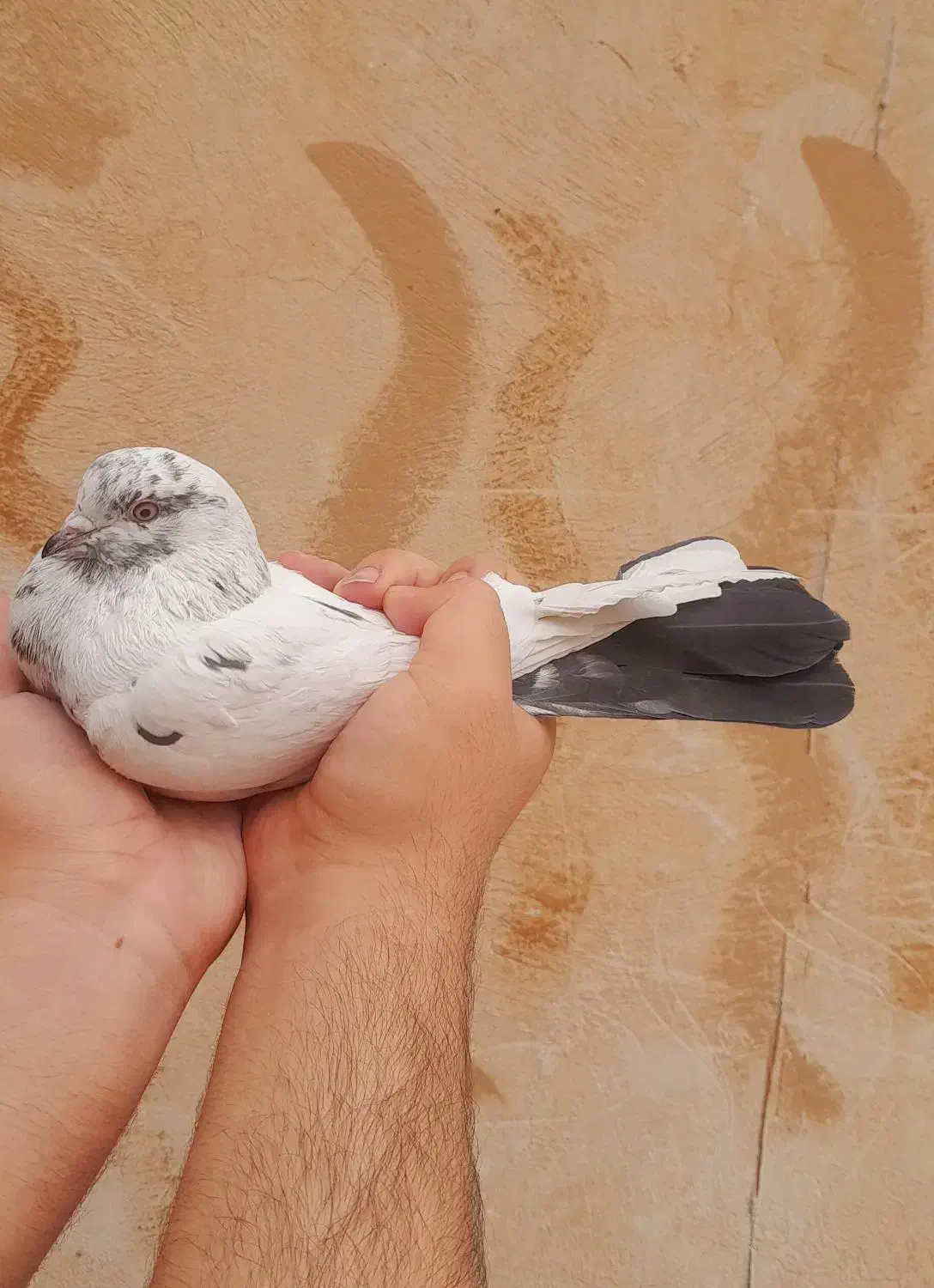 کله ای دمسیاه پرشی|پرنده|فلاورجان, |دیوار