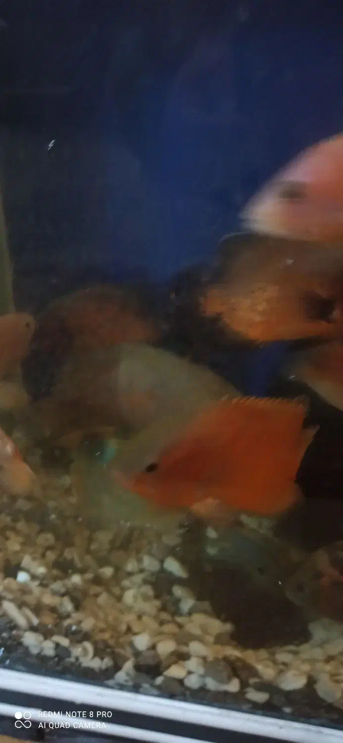 انواع و اقسام ماهی گوشتخوار|ماهی|بندرعباس, |دیوار