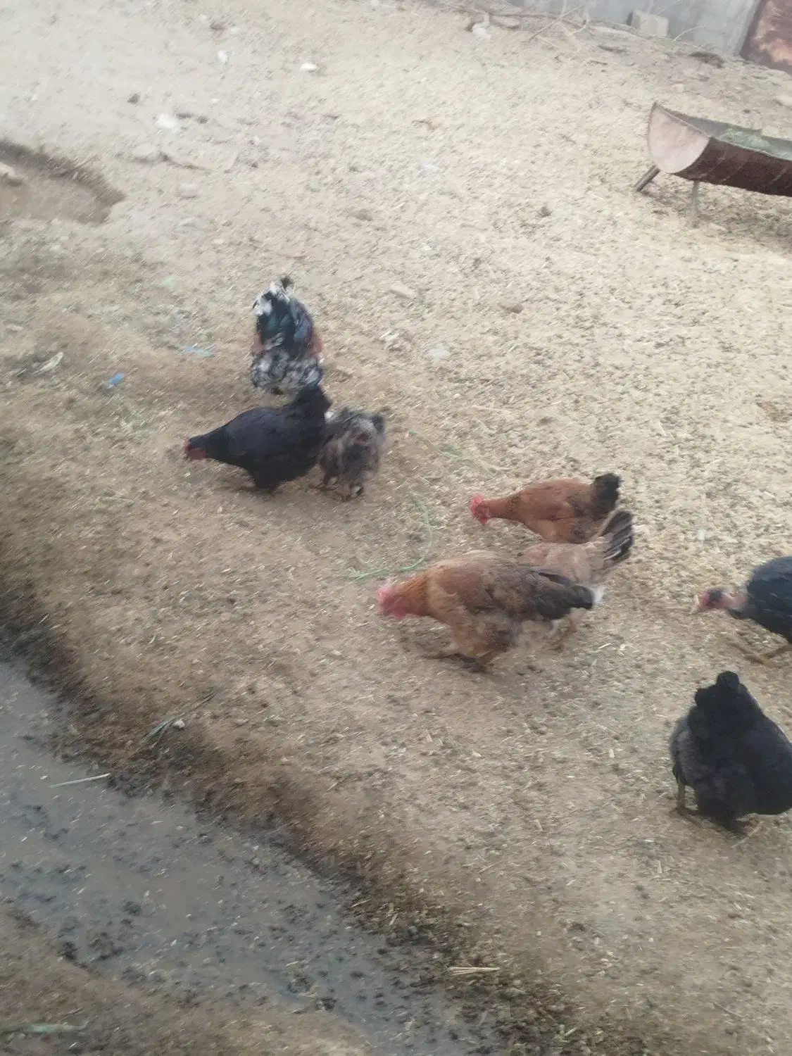 مرغ خروس|حیوانات مزرعه|جوادآباد, |دیوار