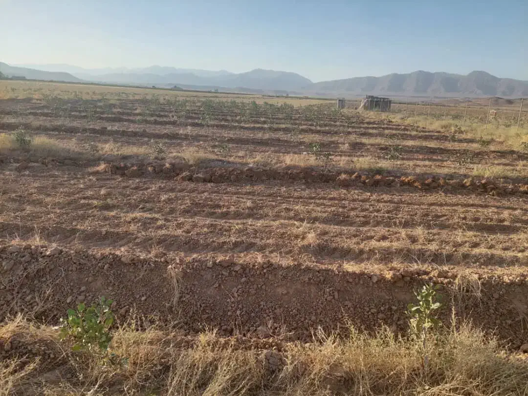 باغ پسته 4000 متری|فروش زمین و ملک کلنگی|رونیز, |دیوار