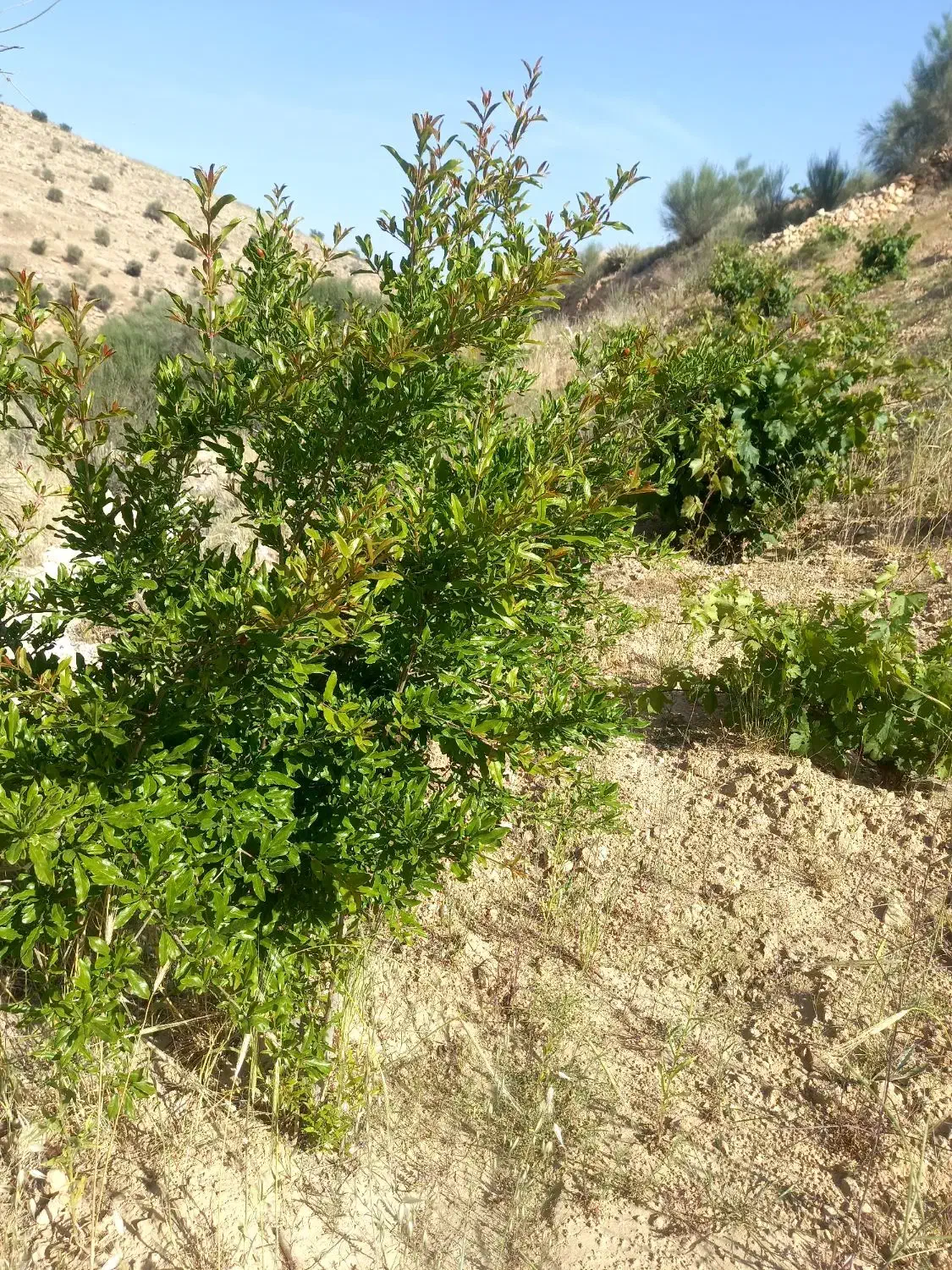 فروش زمین ۱۵۰۰ متری در پایانه مسافربری سعدی|فروش زمین و ملک کلنگی|شیراز, پایانه مسافربری سعدی|دیوار