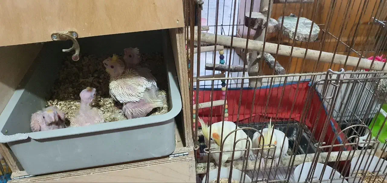 طوطی عروس هلندی|پرنده|سیدان, |دیوار