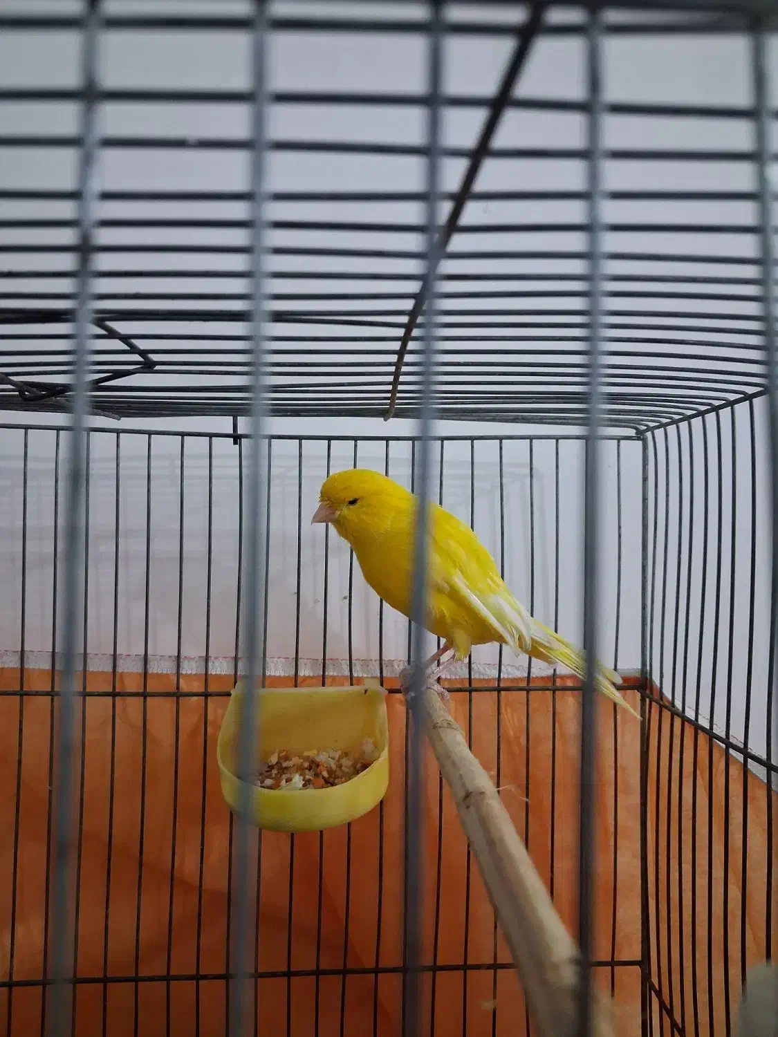 قناری نر|پرنده|مشکین‌دشت, |دیوار