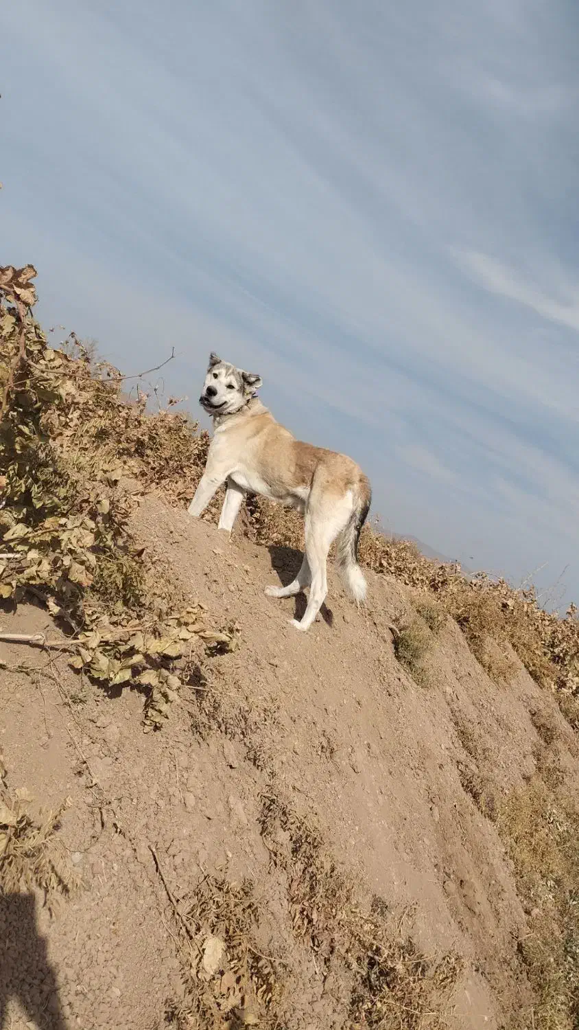 سگ اصیل|سگ|لیلان, |دیوار