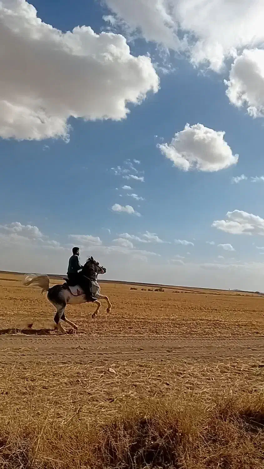 اسب کرد مدارکدار|اسب و تجهیزات اسبسواری|قیدار, |دیوار