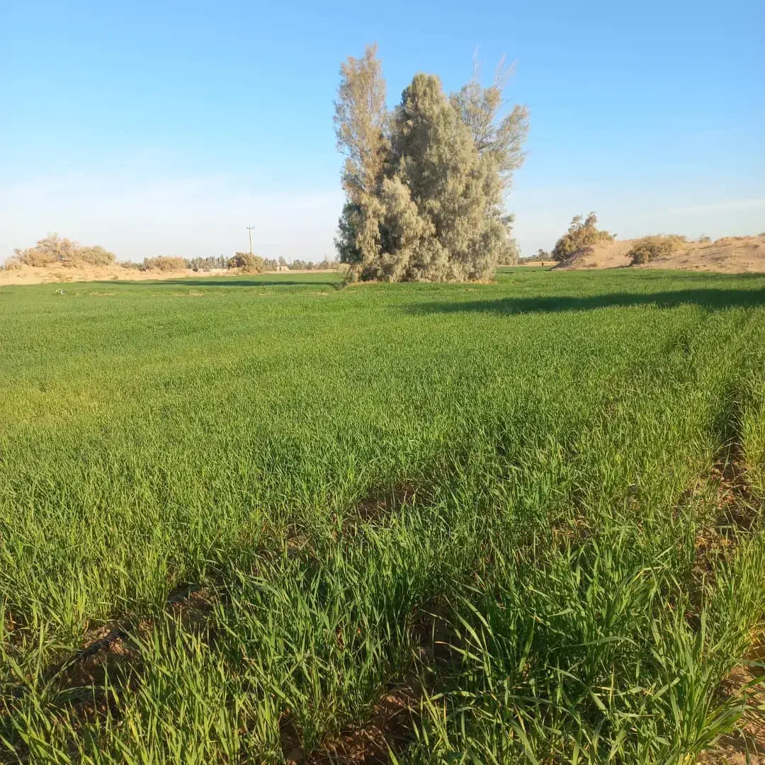 اجاره زمین کشاورزی|اجارهٔ دفتر صنعتی، کشاورزی، تجاری|قلعه گنج, |دیوار