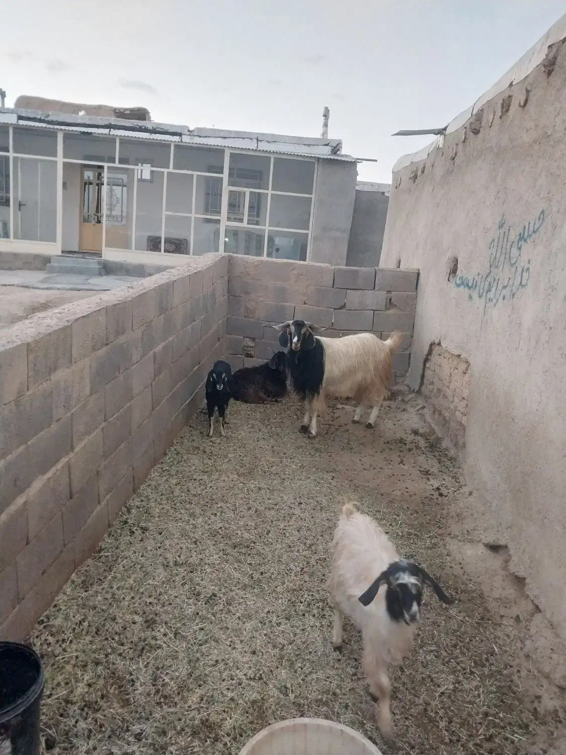 بز نر ۲ ساله|حیوانات مزرعه|گل تپه, |دیوار