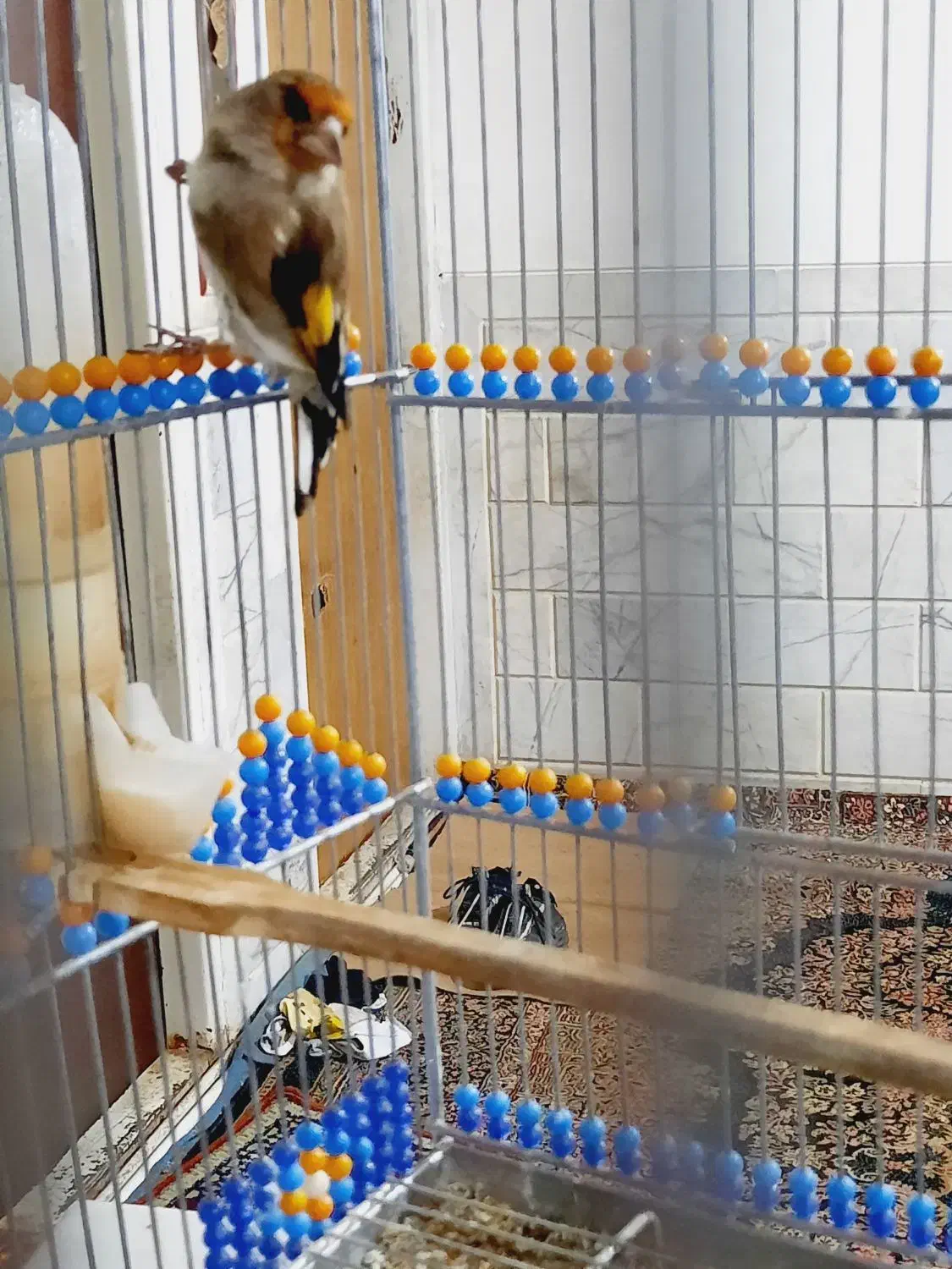 سهره سقا کرمونی بخون دوساله|پرنده|کرمان, |دیوار