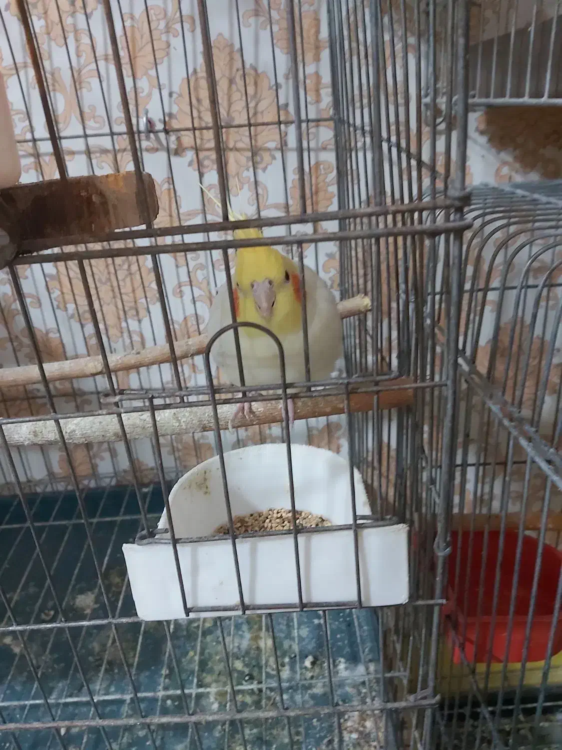 عروس هلندی.مرغ عشق،|پرنده|کرج, گلشهر|دیوار