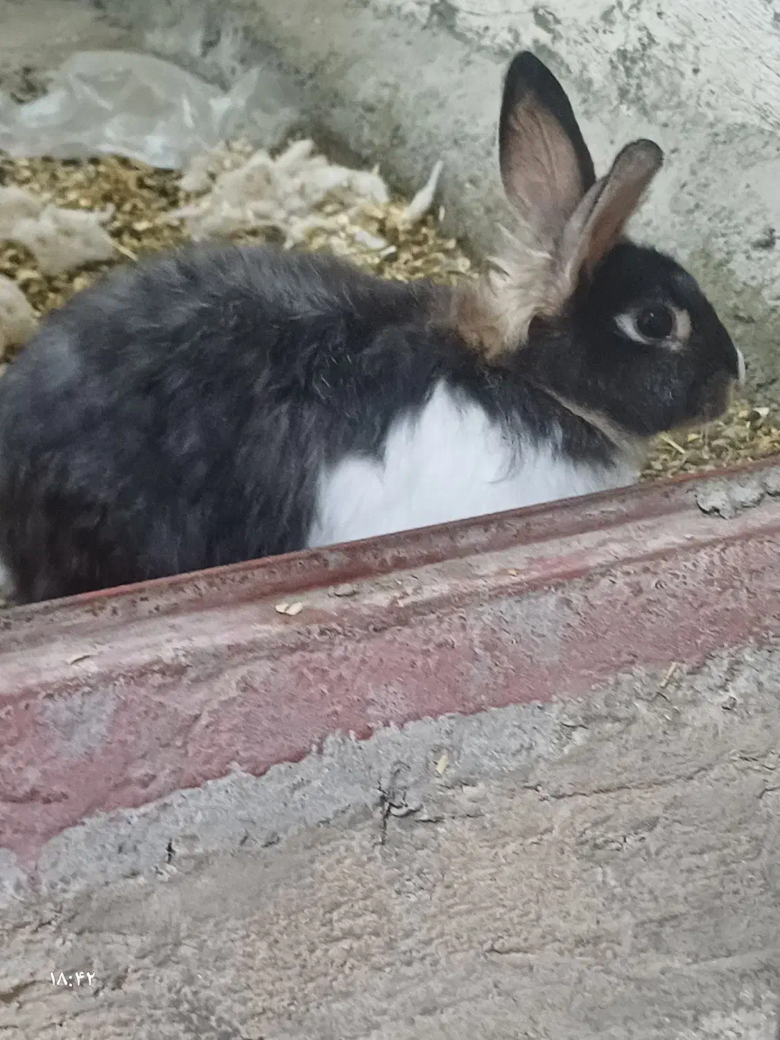 خرگوش|موش و خرگوش|بندرعباس, |دیوار