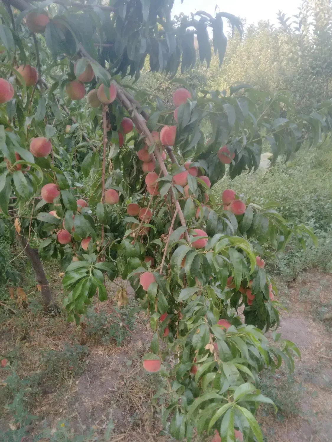 هرس کاری درختان میوه|خدمات باغبانی و درختکاری|سراب, |دیوار