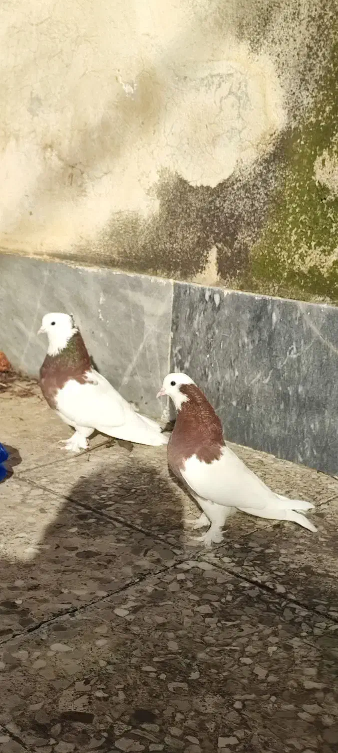 طوقی|پرنده|مینودشت, |دیوار