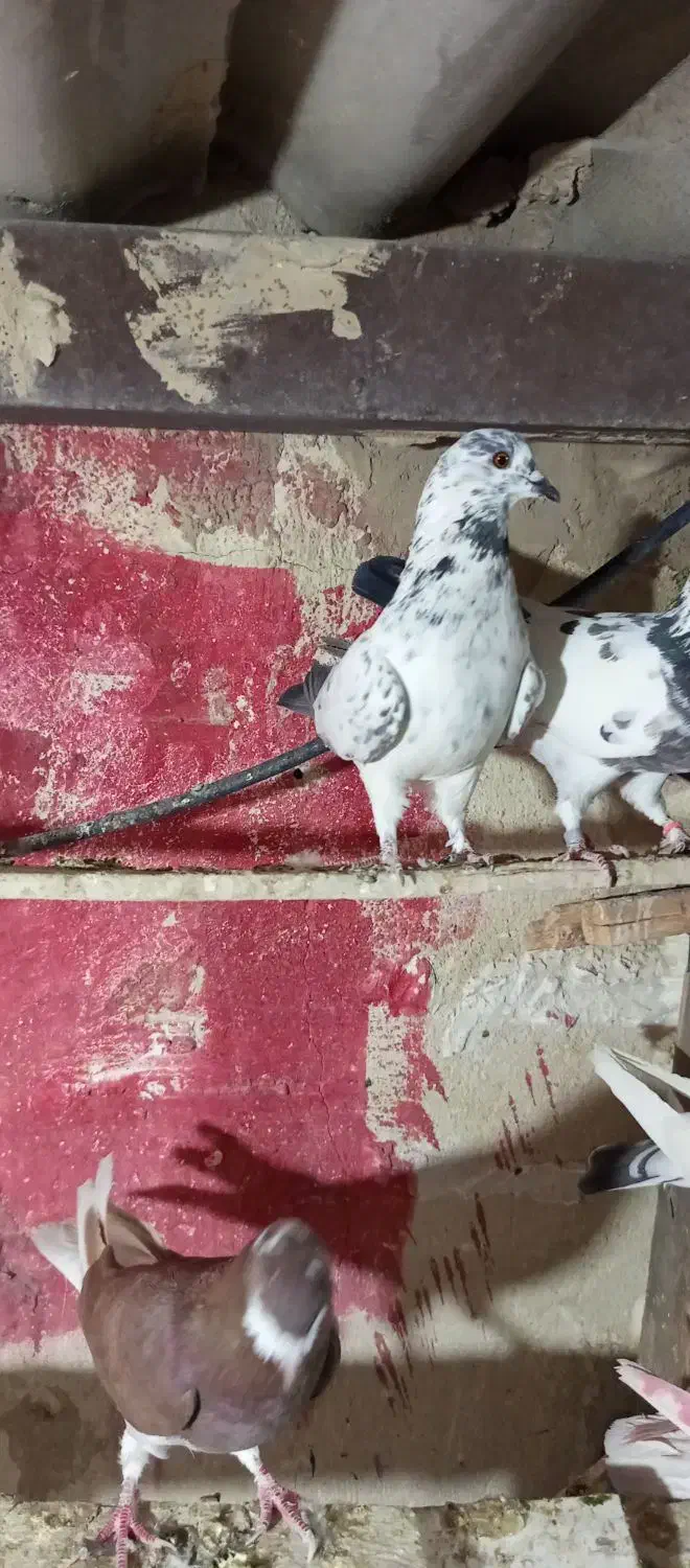 کفتر بجایی|پرنده|شهریار, شهریار|دیوار