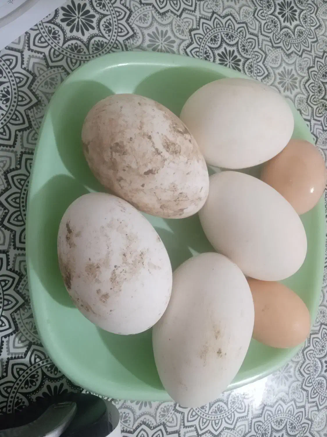 تخم غاز|خوردنی و آشامیدنی|آق قلا, |دیوار