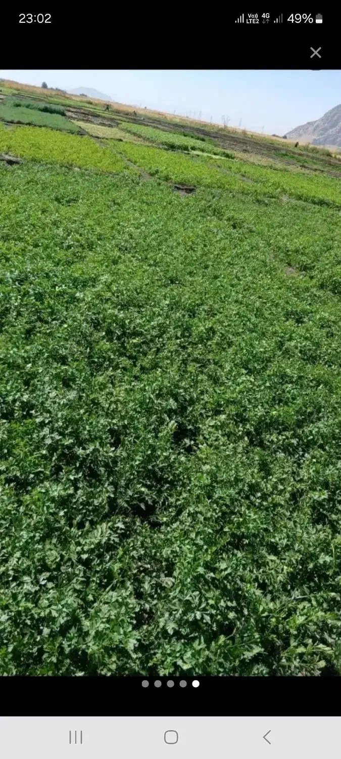 سبزی خورشتی خوراکی با اب چاه بهداشتی|خوردنی و آشامیدنی|قلعه شاهین, |دیوار