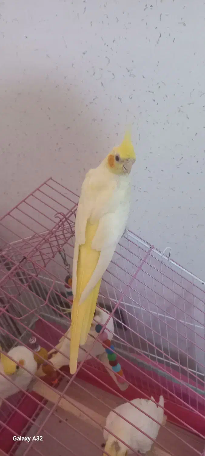 جوجه عروس هلندی|پرنده|فومن, |دیوار