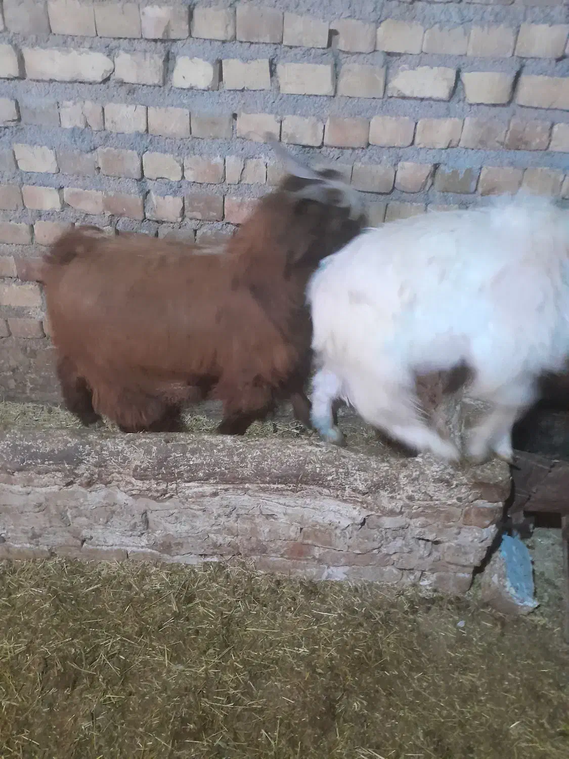 بزغاله نر ۳ عدد|حیوانات مزرعه|تایباد, |دیوار