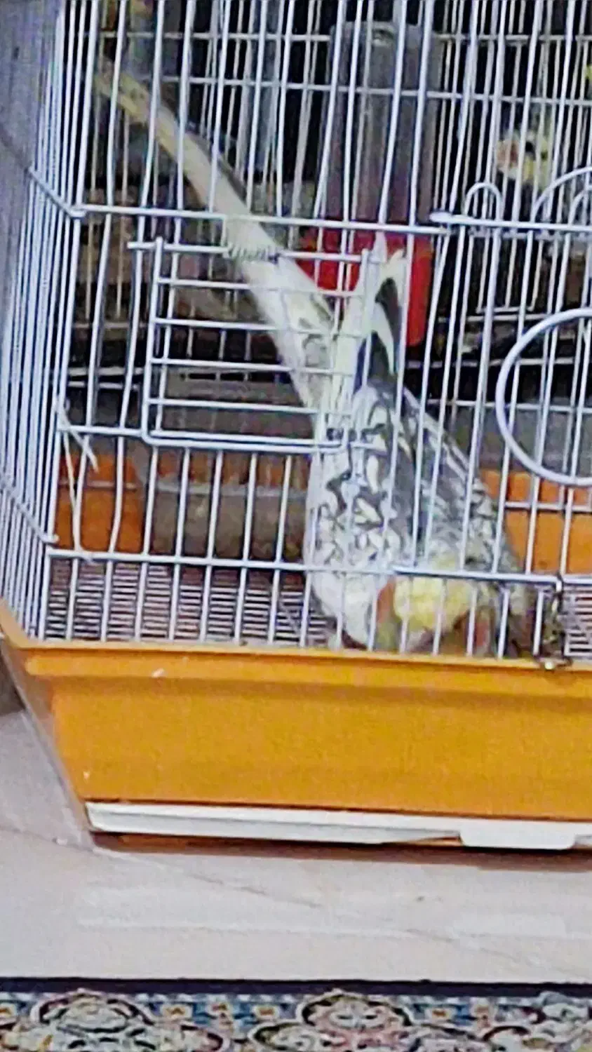 عروس هلندی دوعدد|پرنده|مشهد, امیریه|دیوار