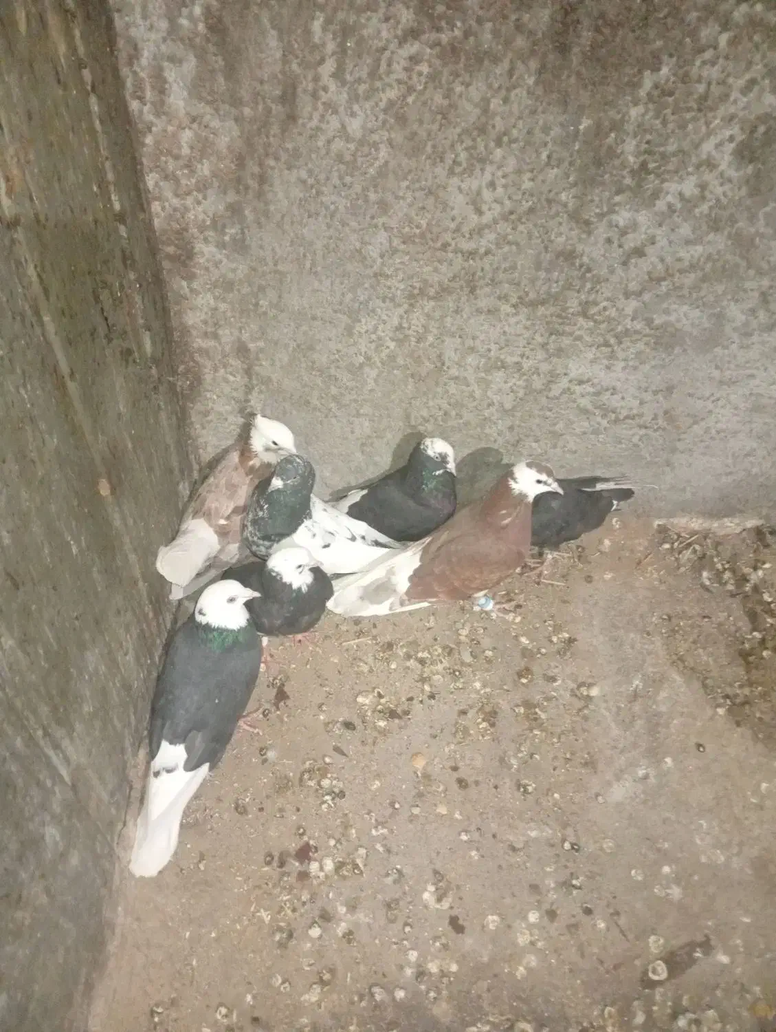 هفت تا کبوتر|پرنده|نرماشیر, |دیوار