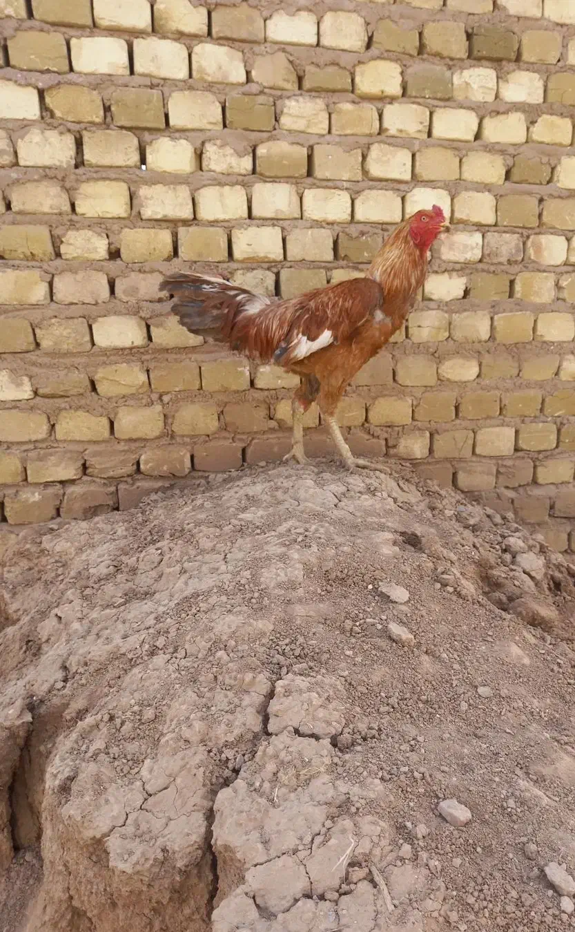 خروس لاری|حیوانات مزرعه|بوئین زهرا, |دیوار