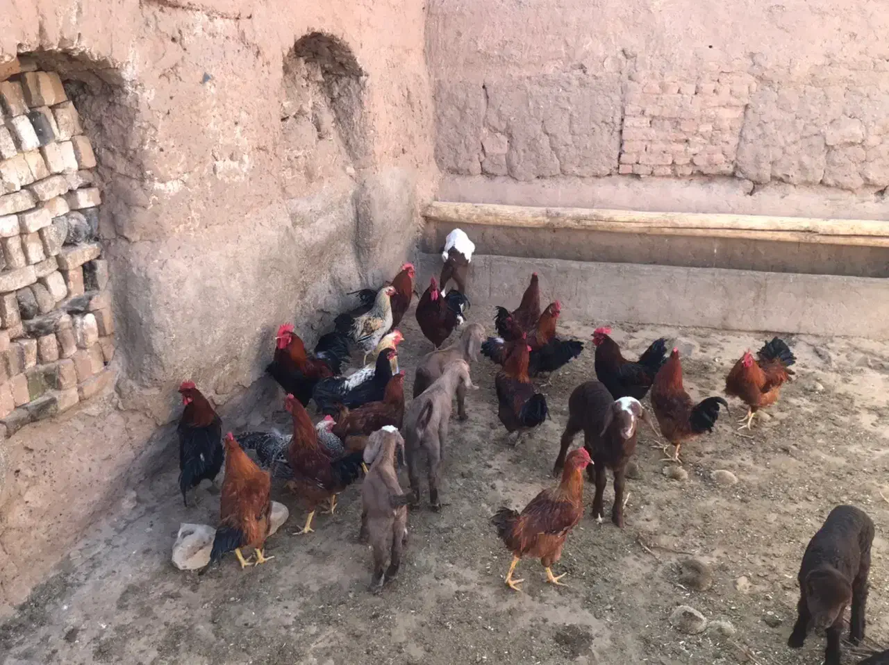 خروس|حیوانات مزرعه|باشتین, |دیوار