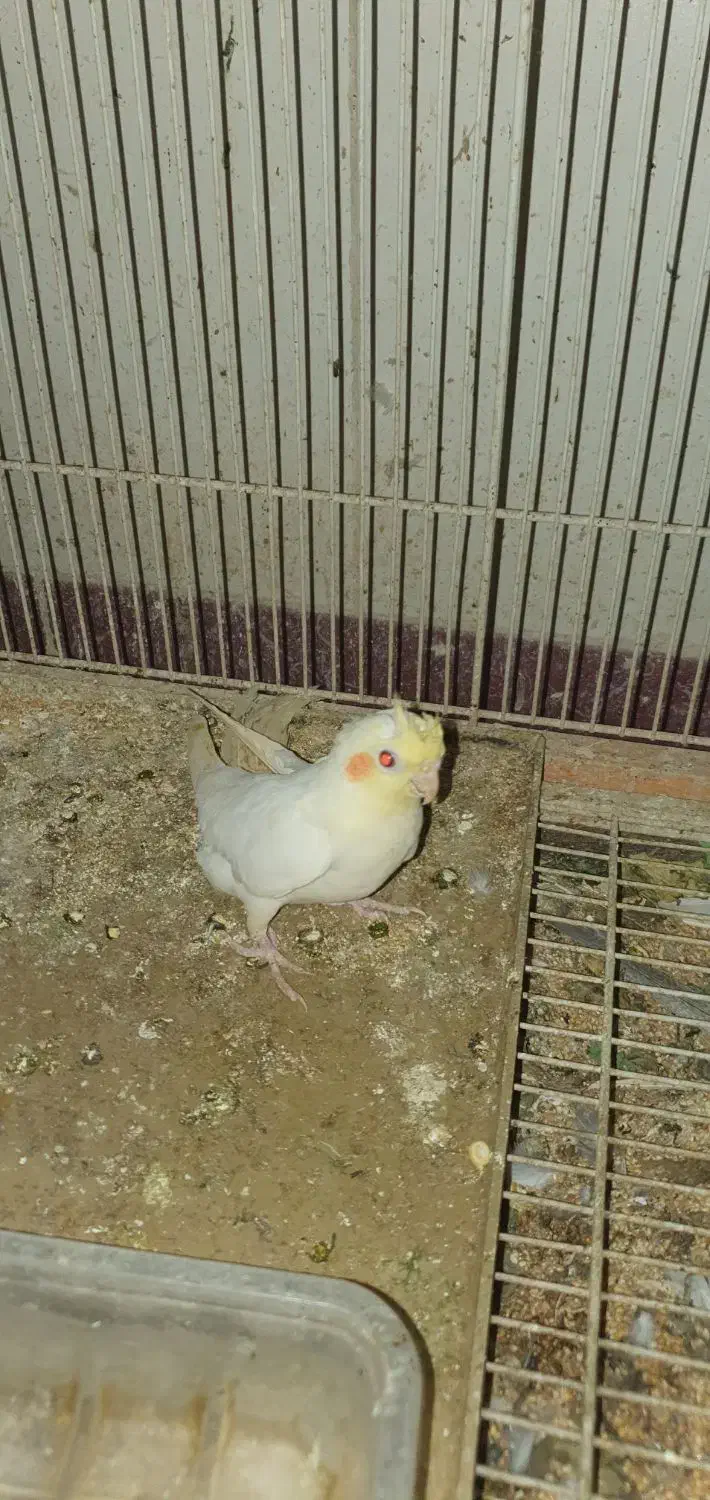 عروس هلندی سرلاکی|پرنده|کنگاور, |دیوار