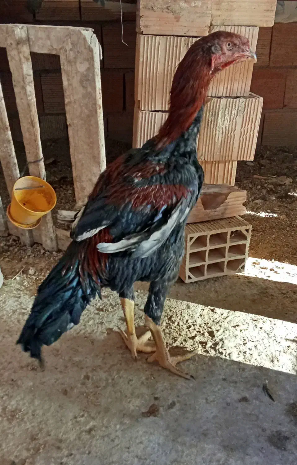 جوجه خروس|حیوانات مزرعه|مینودشت, |دیوار