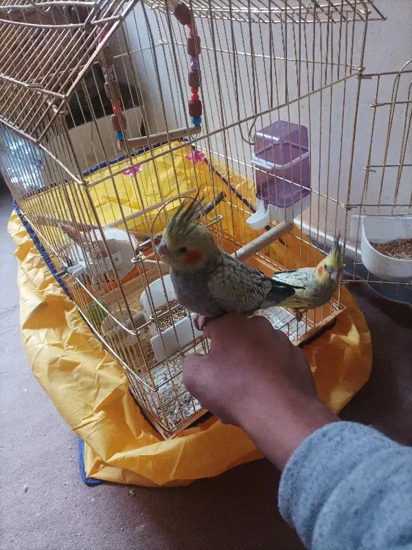 طوطی عروس هلندی بچ|پرنده|مریوان, |دیوار