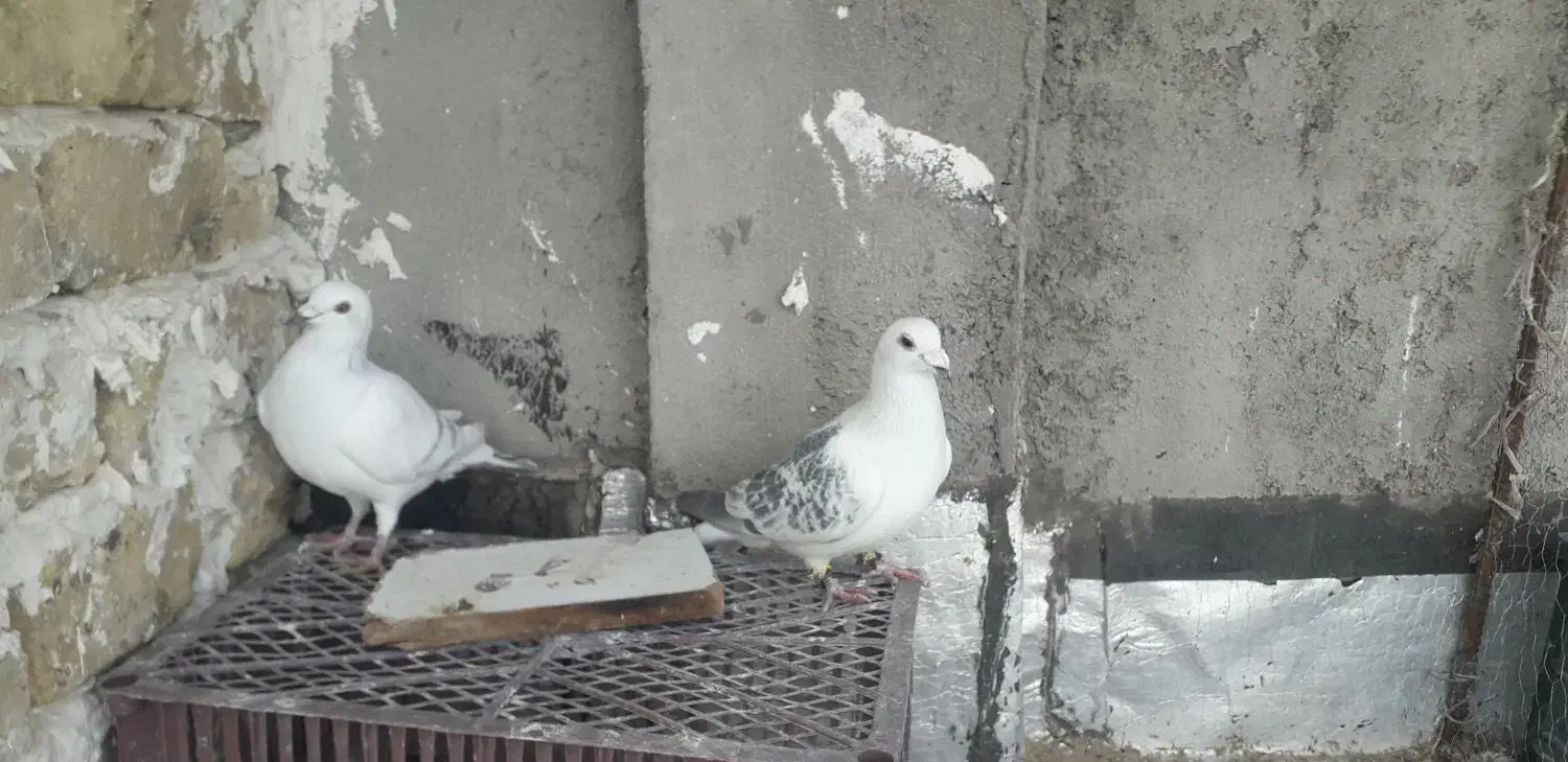 کفتر|پرنده|شیروان (خراسان), |دیوار