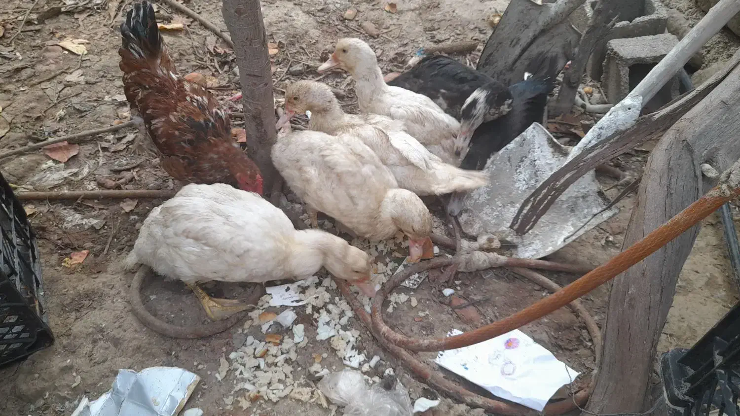 جوجه اردک خارجی|حیوانات مزرعه|صادق آباد, |دیوار