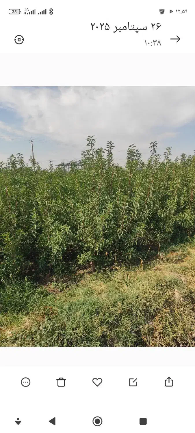 فروش انواع نهالهای اصلاح شده پیوندی|خدمات باغبانی و درختکاری|خسروشاه, |دیوار