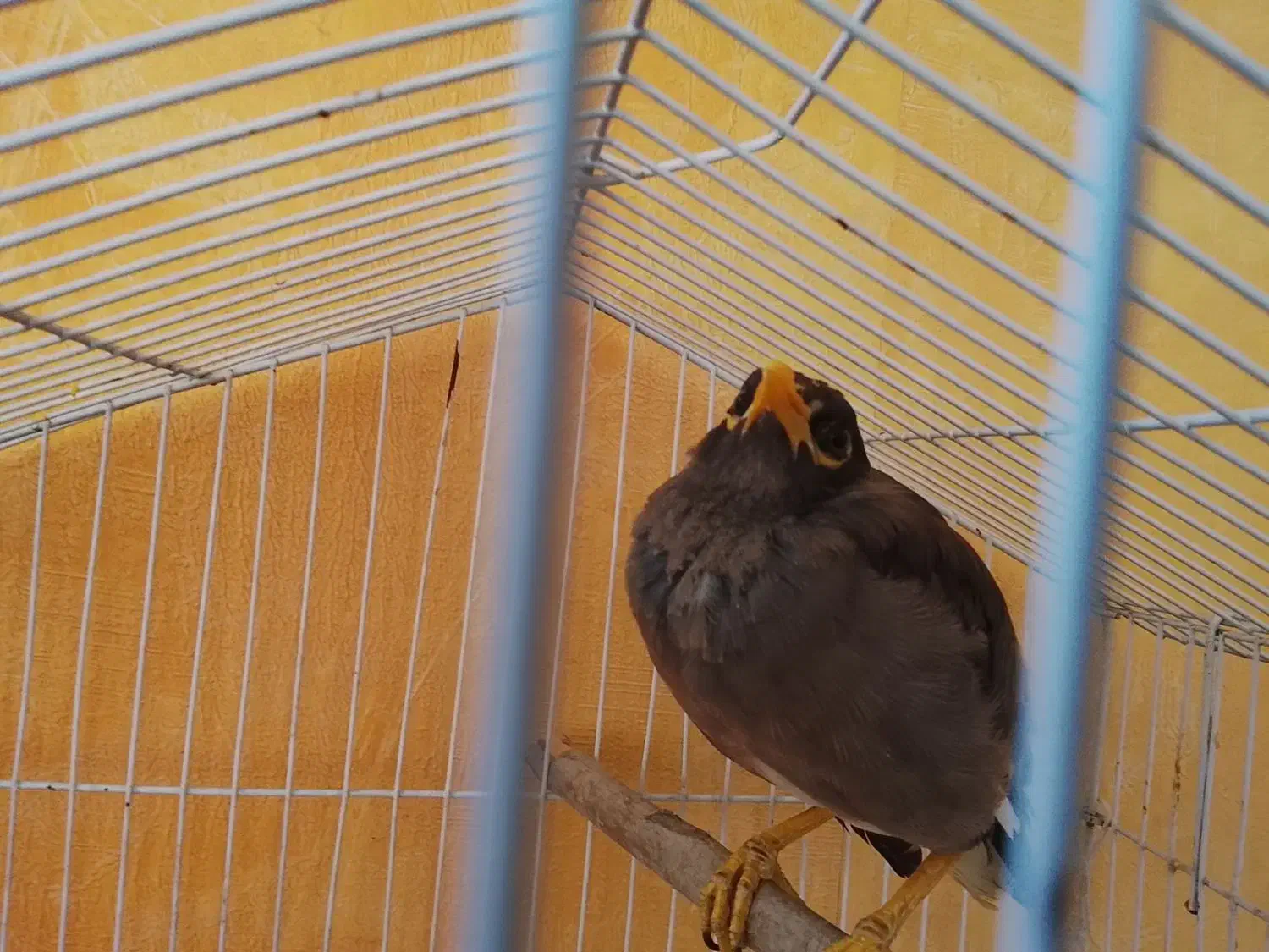 مرغ مینا بخون و سرحال|پرنده|تهران, اتابک|دیوار