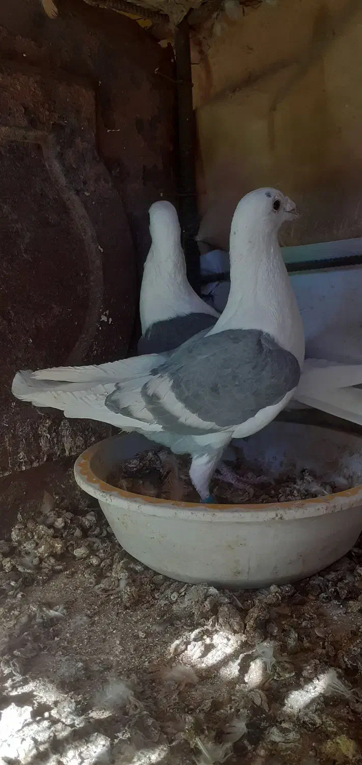 کبوتر|پرنده|قائن, |دیوار