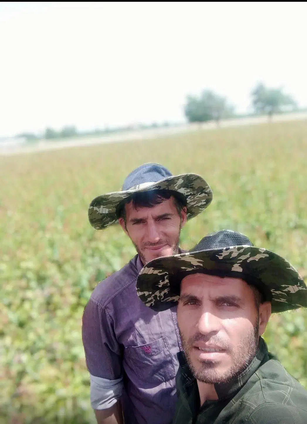 عرضه مستقیم انواع نهالهای باکیفیت و..|خدمات باغبانی و درختکاری|مرند, |دیوار