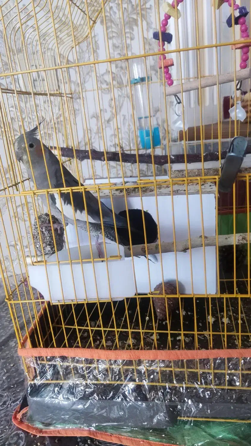 عروس هلندی|پرنده|مرند, |دیوار